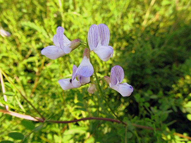 Изображение особи Vicia sylvatica.