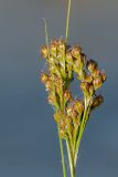 Juncus compressus