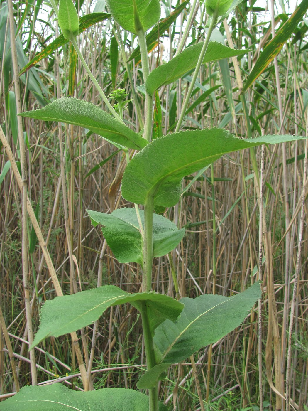 Изображение особи Inula helenium.