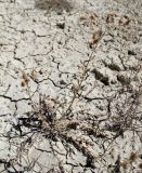 Cousinia glandulosa