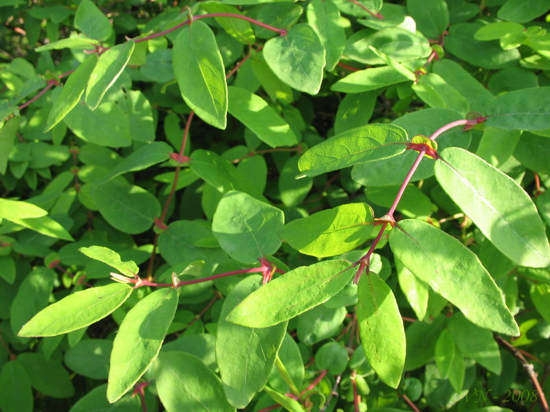 Image of Lonicera edulis specimen.