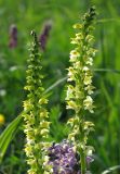 Pedicularis proboscidea. Соцветия. Алтайский край, Змеиногорский р-н, ГПЗ \"Тигирекский\" - Белорецкий участок; Западный Алтай, ось Тигирекского хребта, выположенный водосборный склон истока Бабьего Ключа в развилке северо-западных отрогов горы Разработная (Рассыпной Камень - устаревш.); верхняя граница леса, пояс полидоминантного субальпийского высокотравья, у русла временного водотока; выс. 1525 м н.у.м. 9 июля 2016 г.