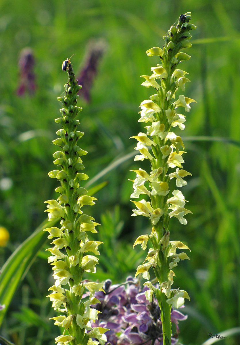 Изображение особи Pedicularis proboscidea.