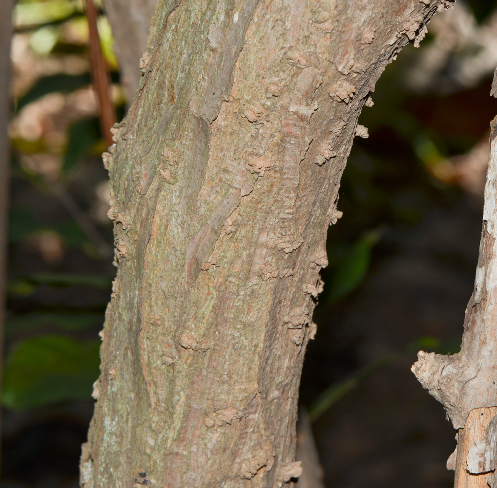 Image of Solandra maxima specimen.