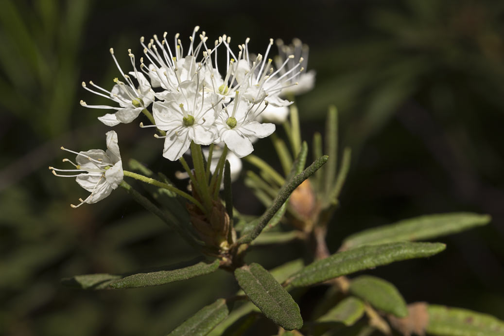 Image of Ledum palustre specimen.