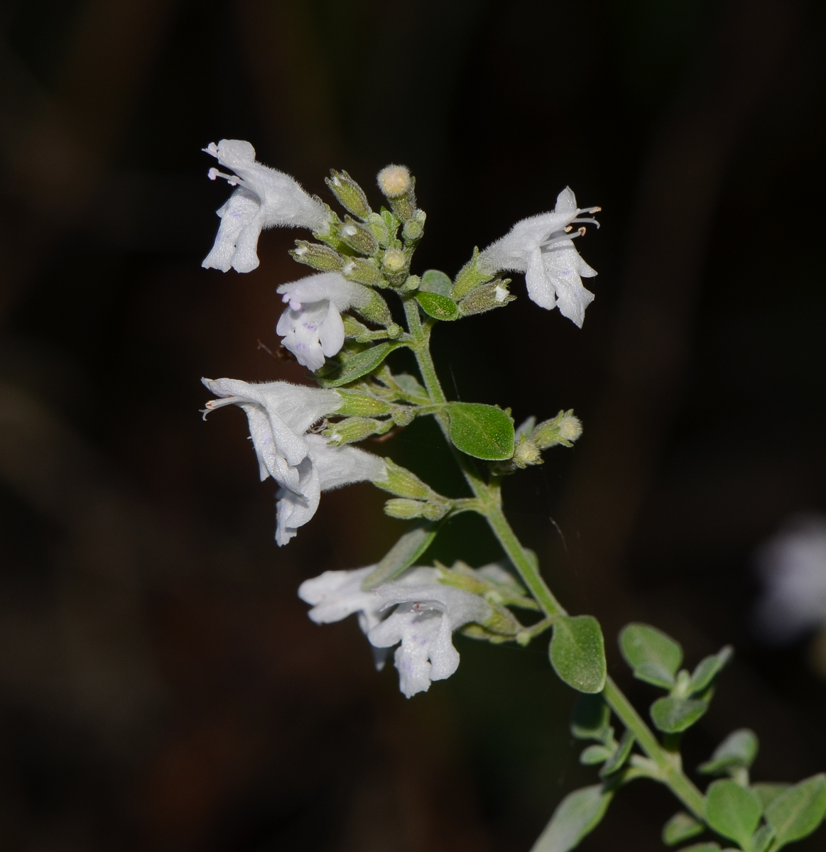 Image of Micromeria fruticosa specimen.