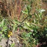 Solanum luteovirescens