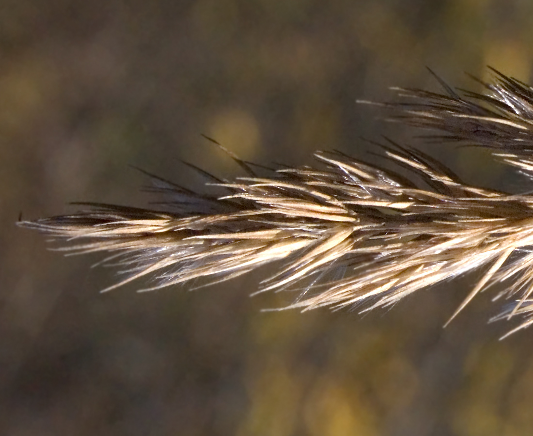 Изображение особи Calamagrostis epigeios.