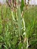 Lactuca tatarica