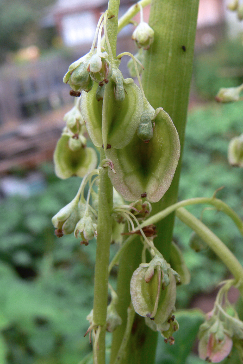 Image of Rheum rhabarbarum specimen.