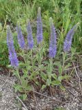 Veronica porphyriana