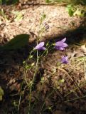 Campanula rotundifolia. Соцветие с цветками и бутонами. Украина, Киев, Голосеевский парк. 05.07.2016.