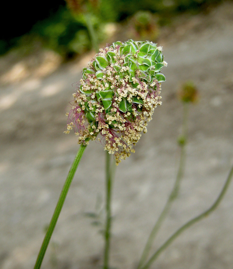 Image of Poterium polygamum specimen.
