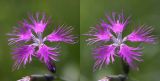 Dianthus superbus