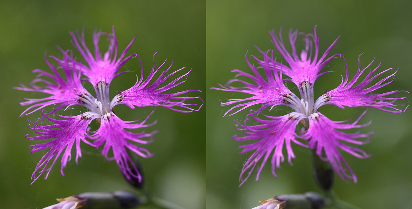 Изображение особи Dianthus superbus.