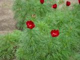 Paeonia tenuifolia. Цветущие растения. Пенза, Ботанический сад ПГУ, культуре. 11 мая 2016 г.
