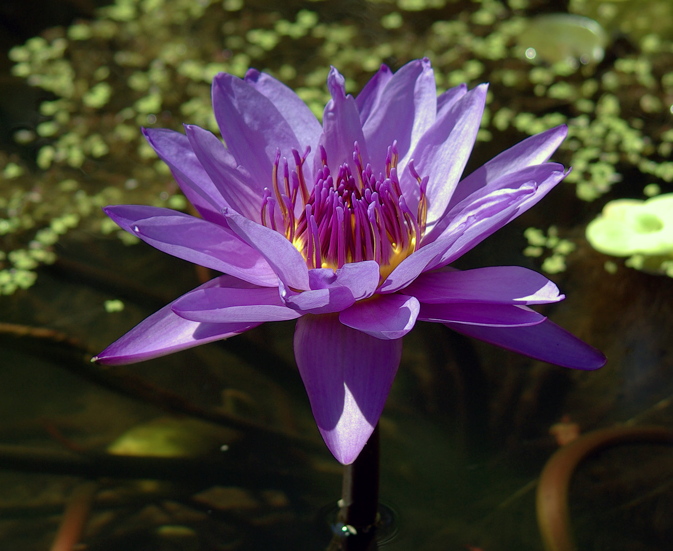 Image of Nymphaea nouchali var. caerulea specimen.