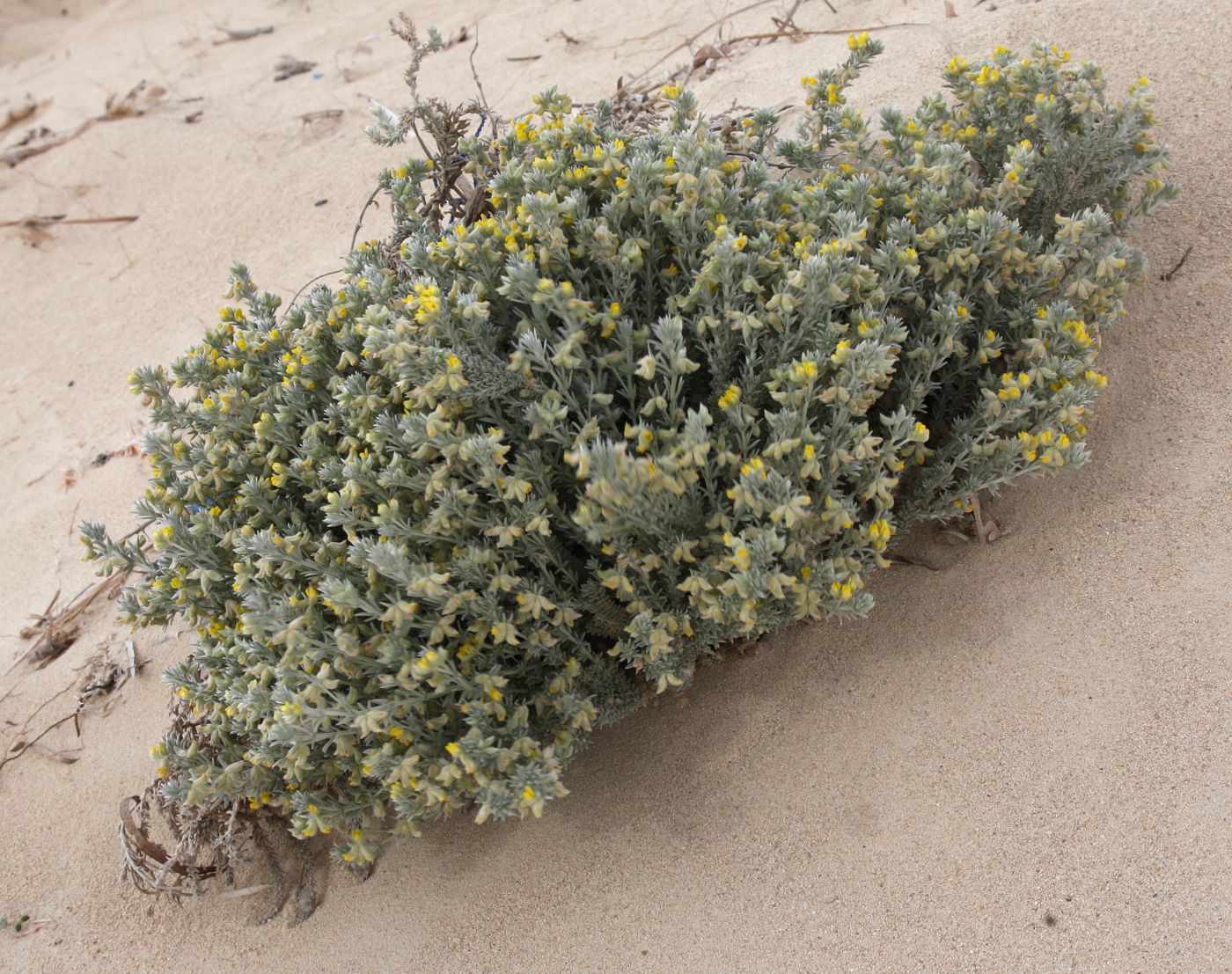 Image of Lotus polyphyllus specimen.