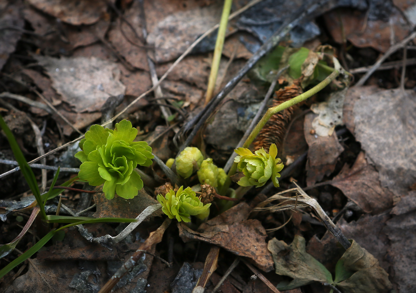 Изображение особи Aquilegia vulgaris.