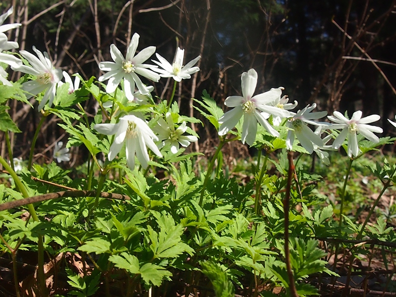 Изображение особи Anemone altaica.