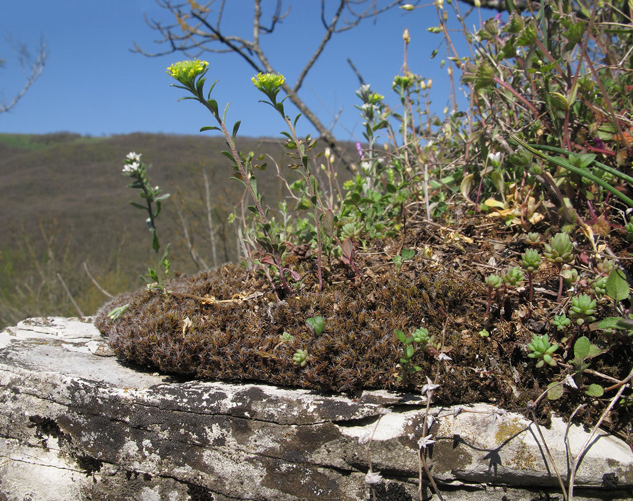 Image of Alyssum alyssoides specimen.