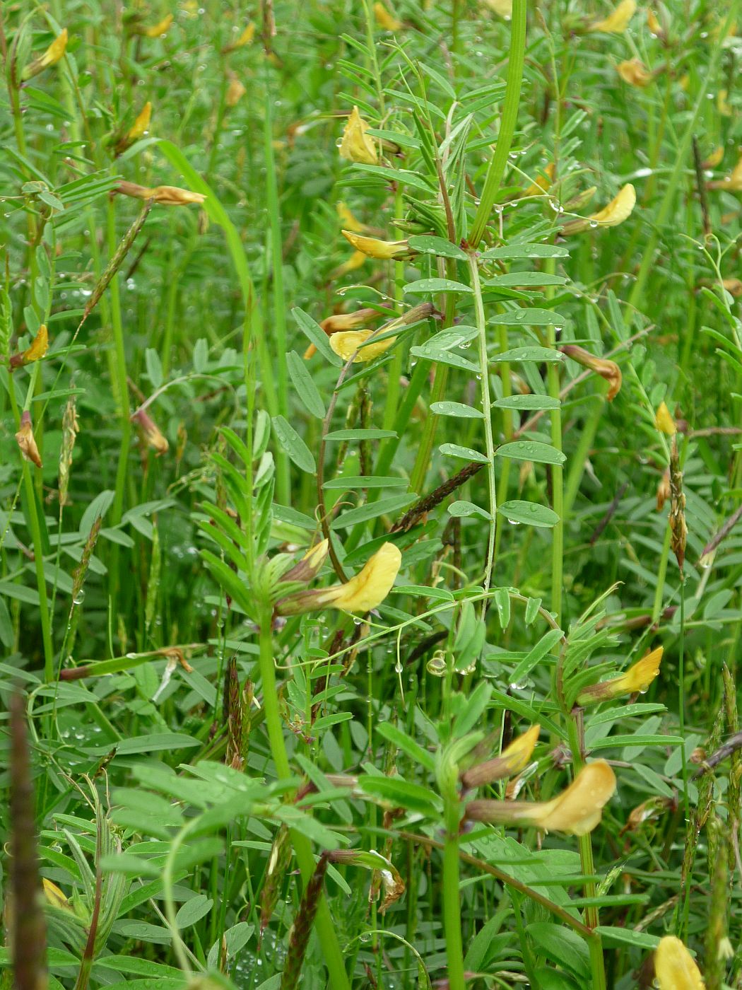 Изображение особи Vicia biebersteinii.