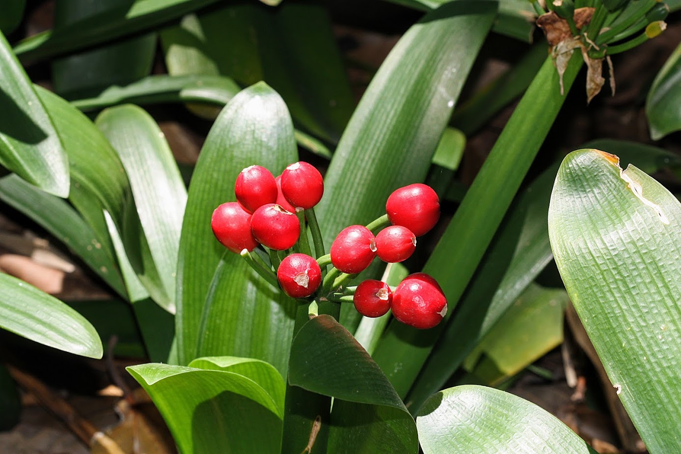 Image of Clivia miniata specimen.