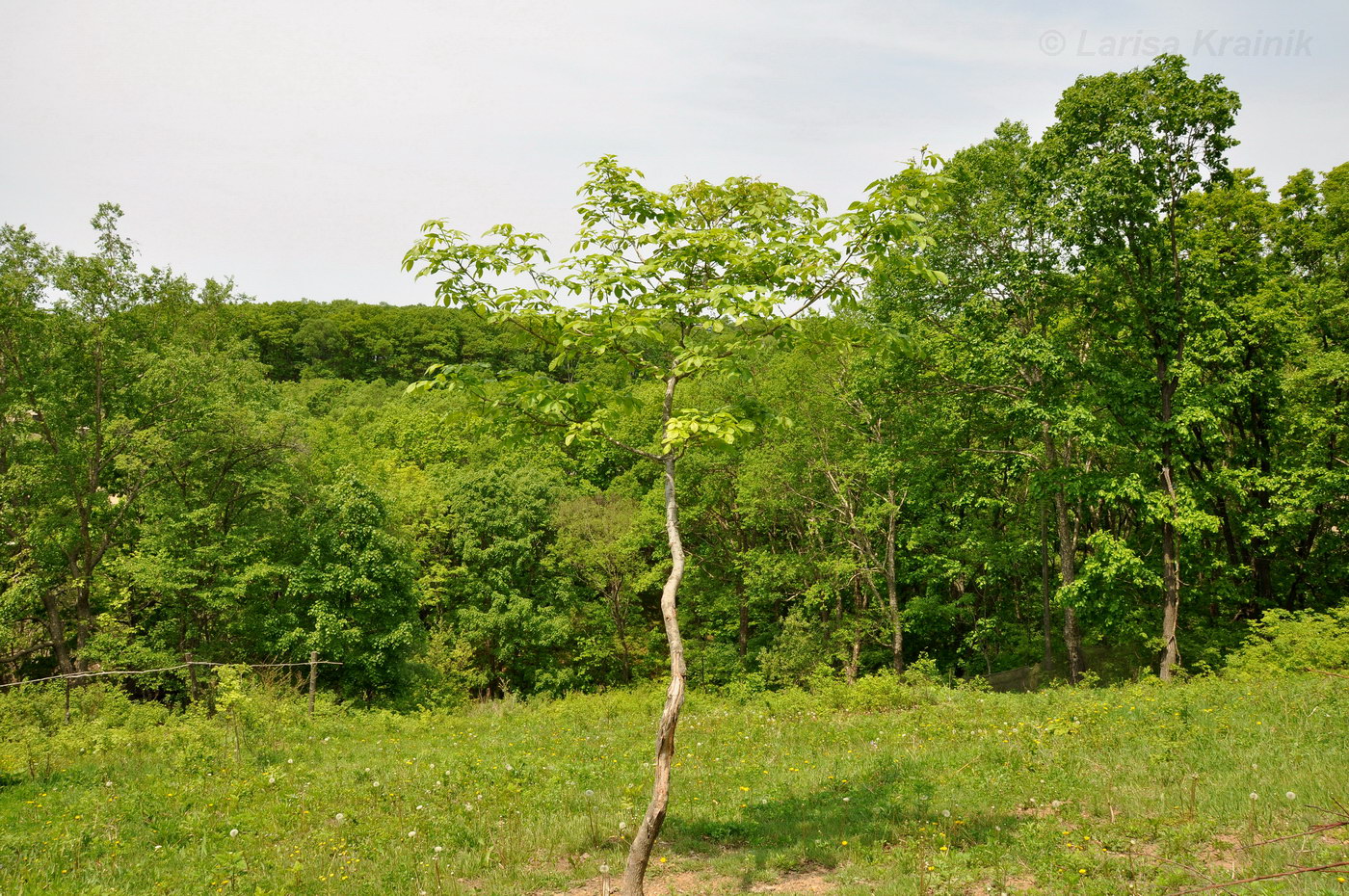 Изображение особи Fraxinus densata.