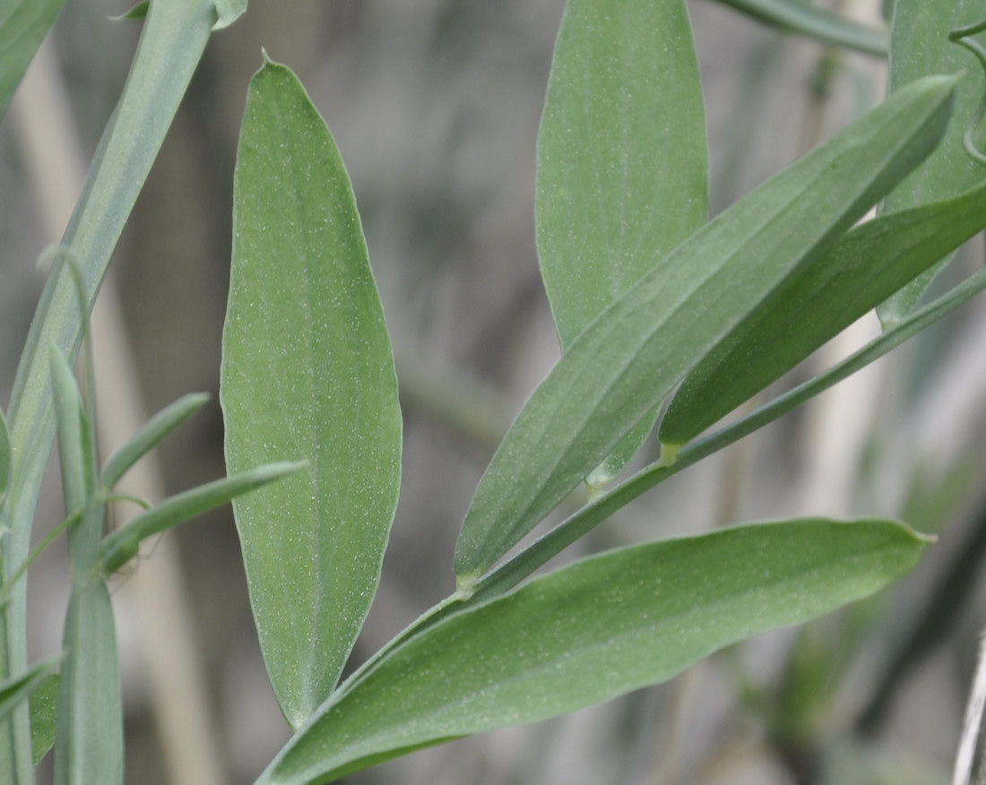 Изображение особи Lathyrus clymenum.