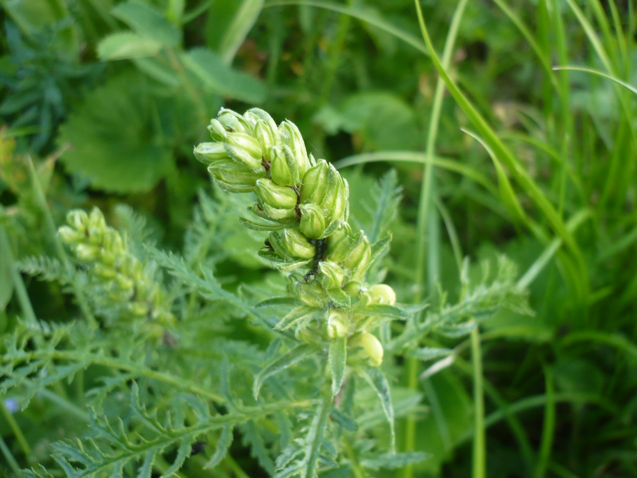 Image of Pedicularis sibirica specimen.