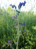 Anchusa officinalis