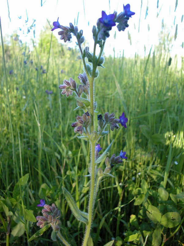 Изображение особи Anchusa officinalis.