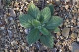 Ajuga orientalis