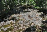 Cladonia rangiferina. Талломы с апотециями. Краснодарский край, Абинский р-н, окр. пос. Новый, дубовый лес. 13.06.2017.