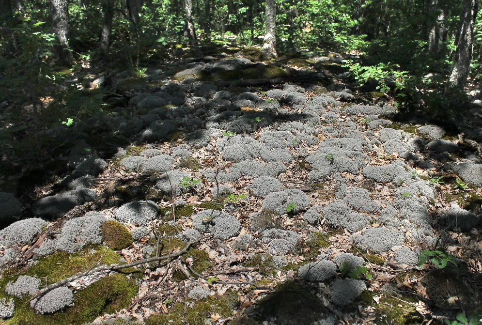 Image of Cladonia rangiferina specimen.