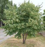 Tilia cordata