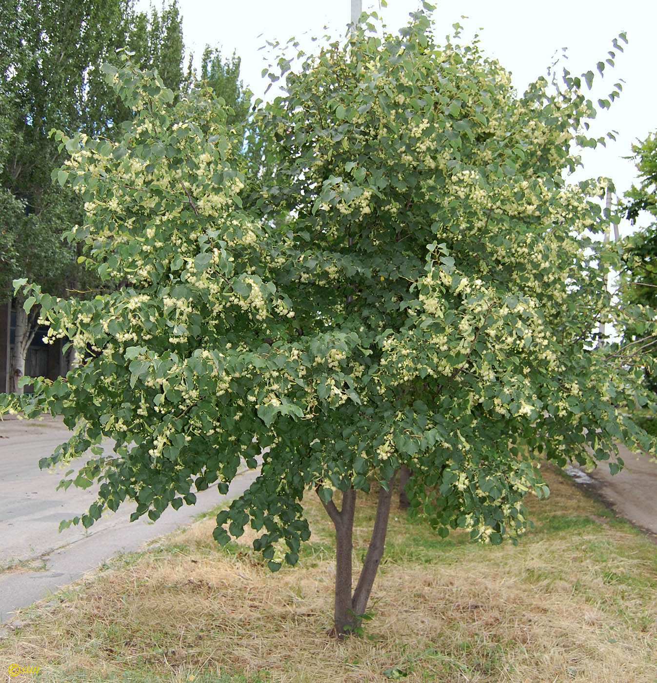 Image of Tilia mandshurica specimen.