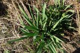 genus Allium
