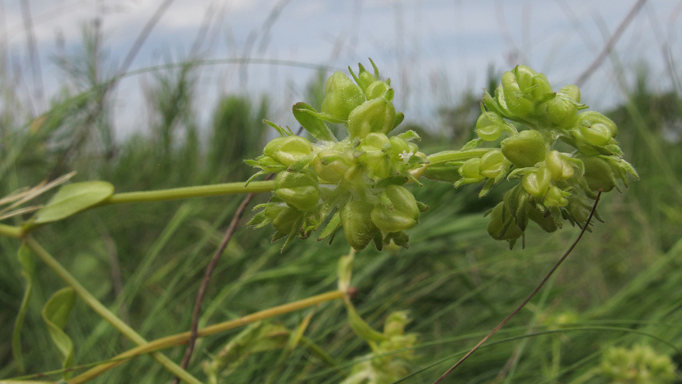 Image of Valerianella turgida specimen.