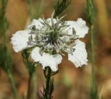 Nigella arvensis