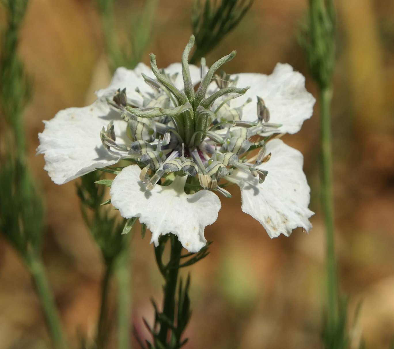 Изображение особи Nigella arvensis.