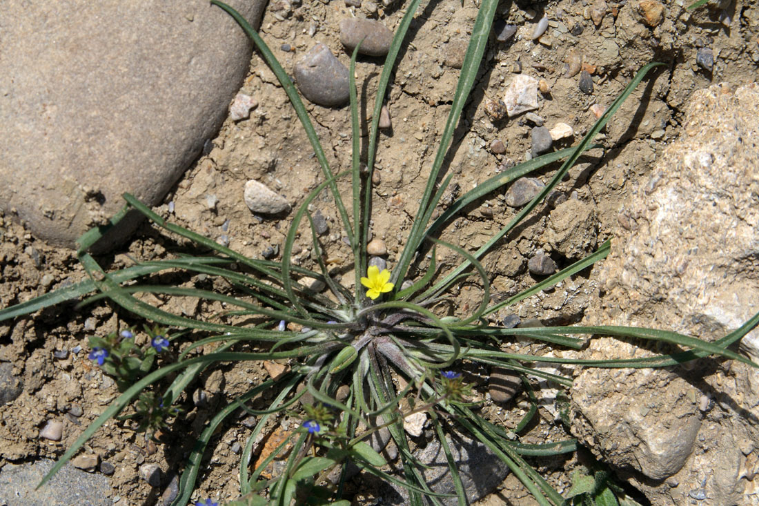 Image of Koelpinia linearis specimen.