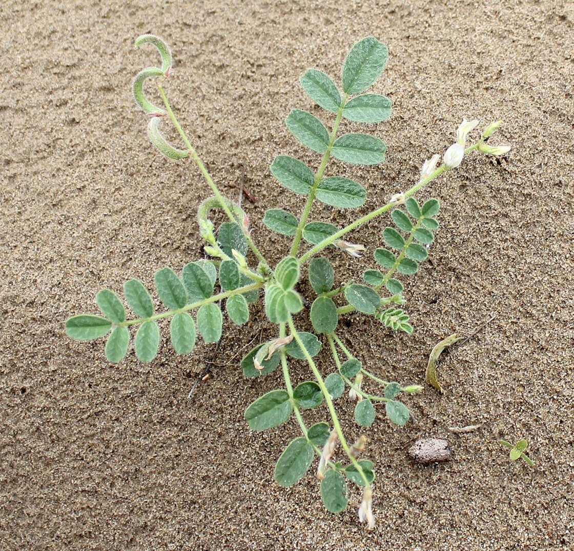 Изображение особи Astragalus arpilobus.