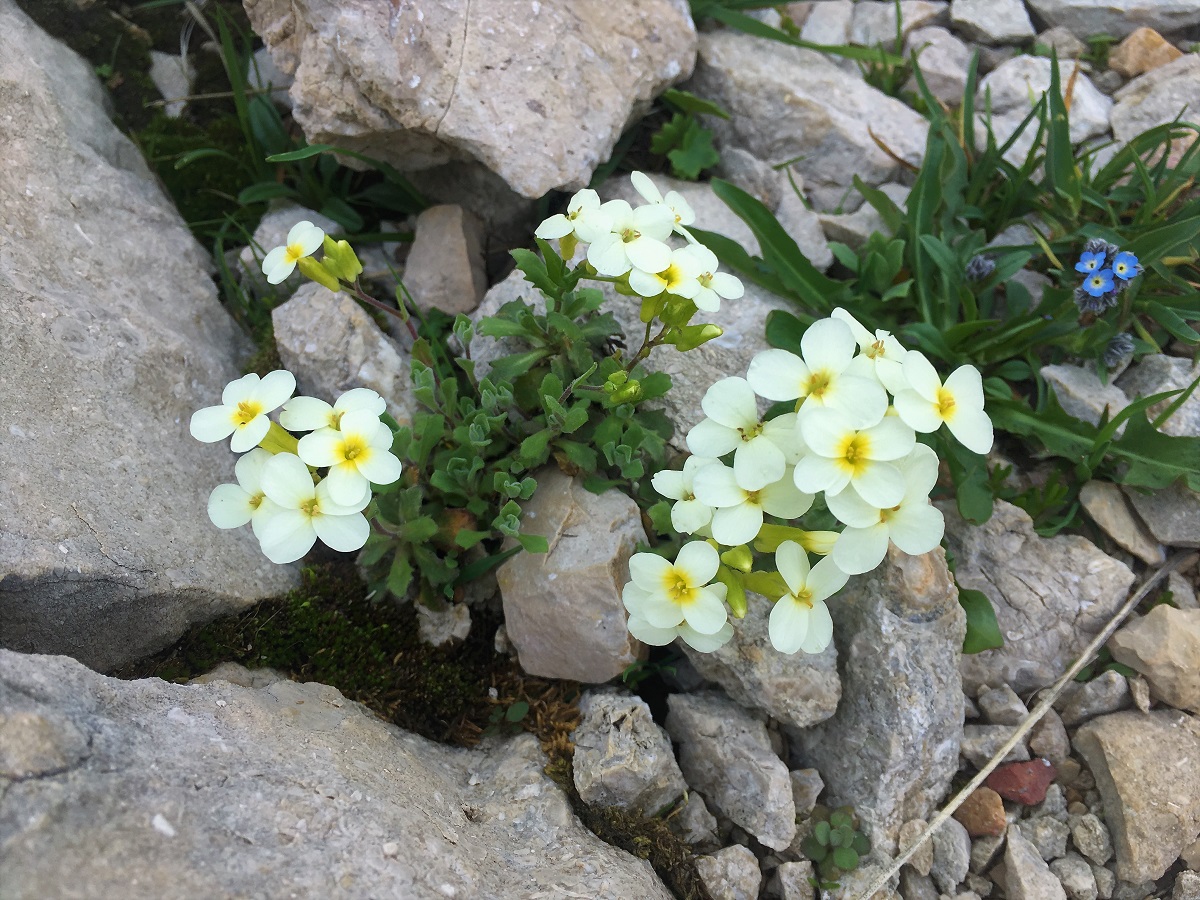 Image of Arabis caucasica specimen.