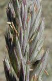 Leymus littoralis