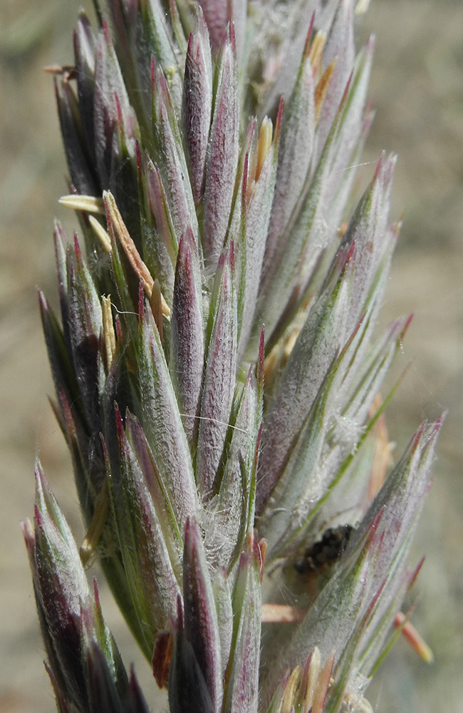 Image of Leymus littoralis specimen.