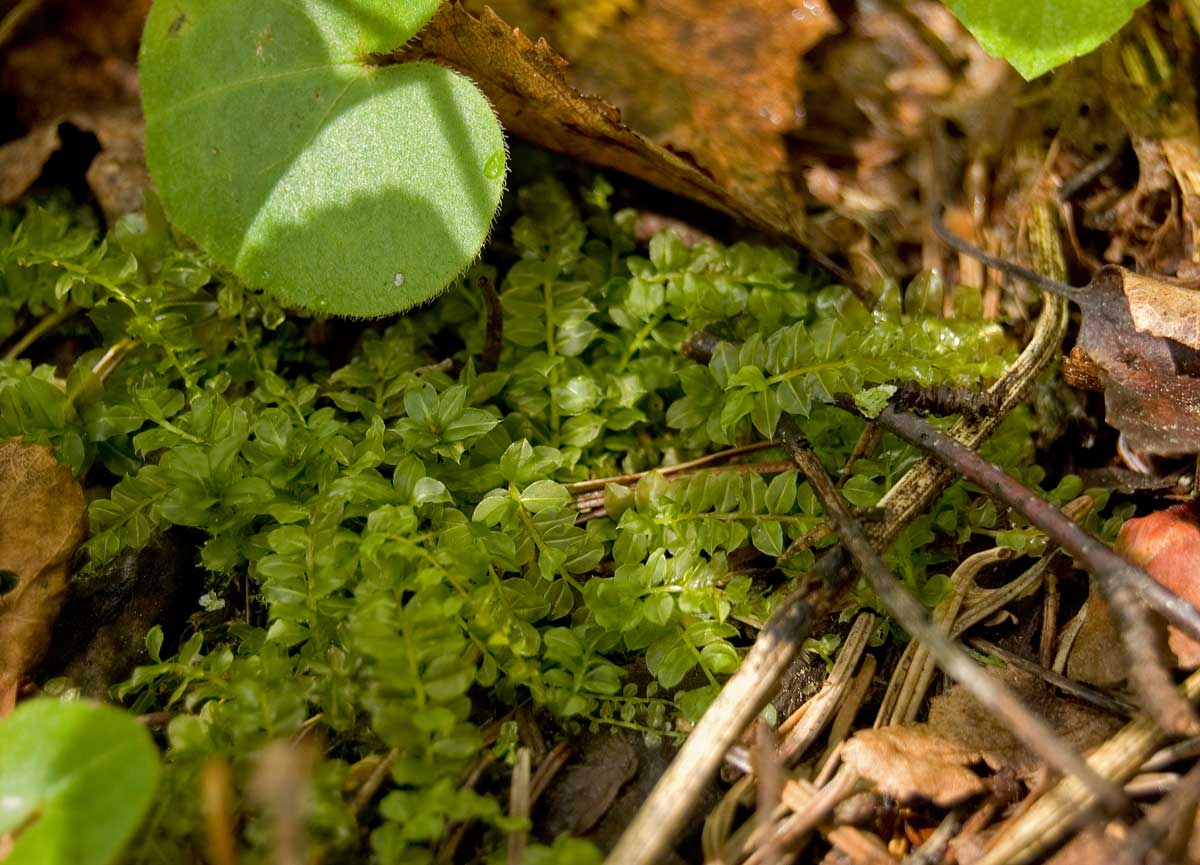Image of genus Plagiomnium specimen.