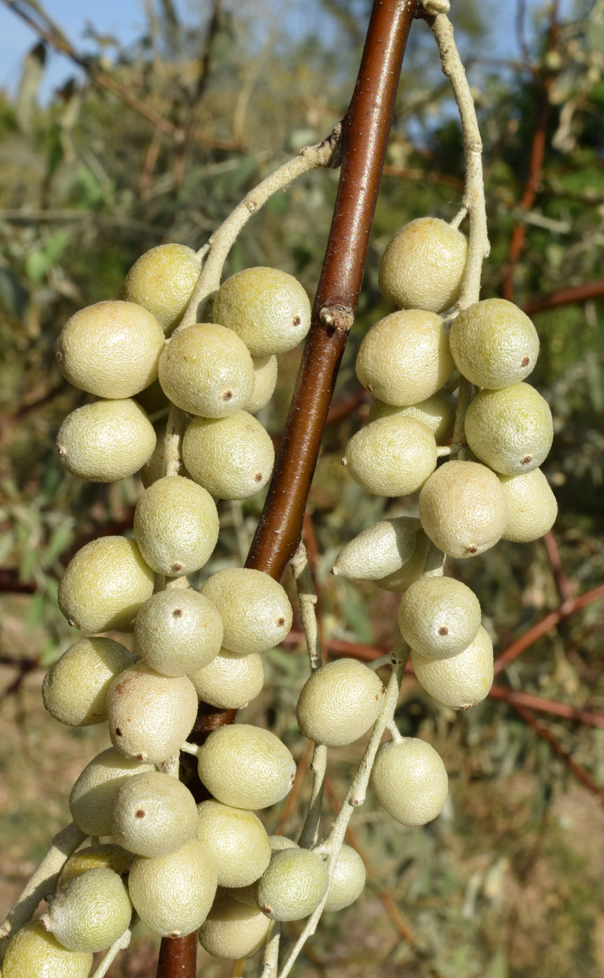 Image of Elaeagnus angustifolia specimen.