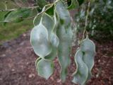 Acacia podalyriifolia