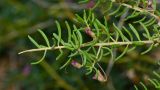 род Eremophila